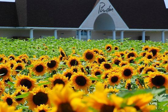 Pindar Vineyards