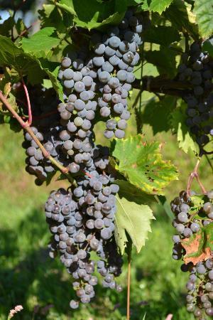 Coyote Moon Vineyards