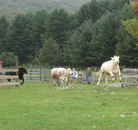 Woodstock Farm Sanctuary