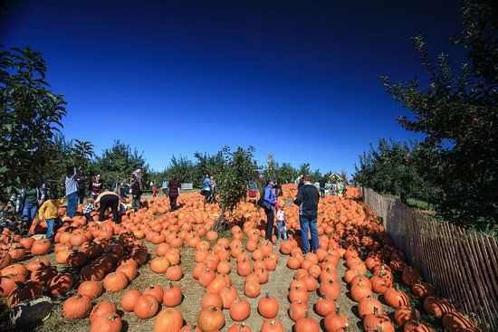Apple Ridge Orchards