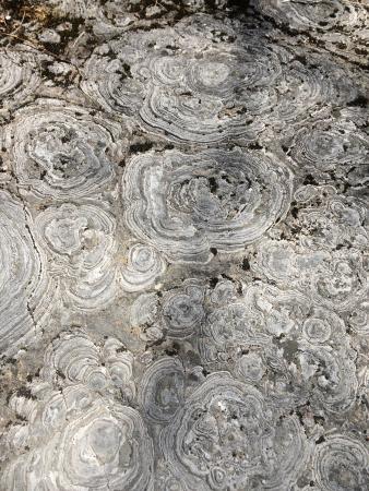 Petrified Sea Gardens