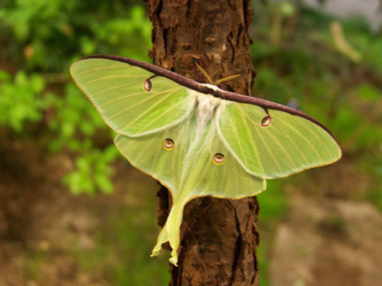Joseph L. Popp Jr. Butterfly Conservatory